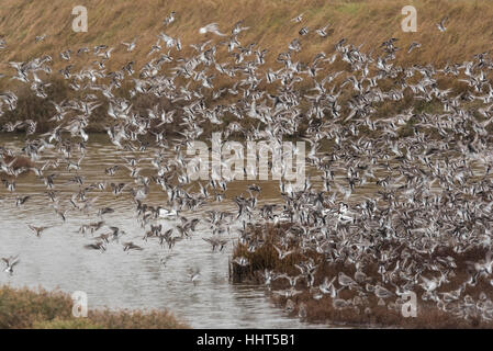 Un gregge misti principalmente di nodo, Dunlin con alcuni inanellato Plovers e Plovers grigio Foto Stock