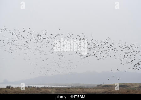 Un gregge misti principalmente di nodo, Dunlin con alcuni inanellato Plovers e Plovers grigio Foto Stock