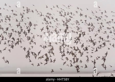 Un gregge misti principalmente di nodo, Dunlin con alcuni inanellato Plovers e Plovers grigio Foto Stock