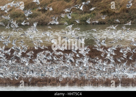 Un gregge misti principalmente di nodo, Dunlin con alcuni inanellato Plovers e Plovers grigio Foto Stock