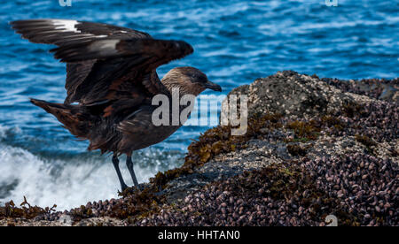 Un skua cileno prendendo il largo lungo il litorale dello Stretto di Magellano. Foto Stock