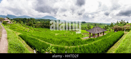 Vista panoramica dei terrazzi di riso, riso jatiluwih terrazza, Bali, Indonesia Foto Stock