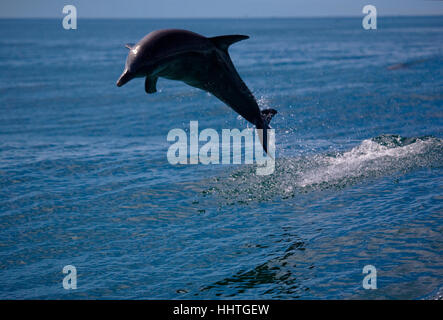 Un delfino un balzo in avanti nelle onde off Fremantle. Australia occidentale Foto Stock