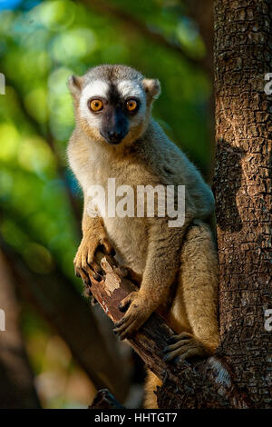 Un anello tailed Lemur del Madagascar si siede nella struttura ad albero di mattina presto. Foto Stock