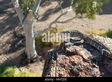 Australian lizard in piedi su una roccia nell'outback Foto Stock