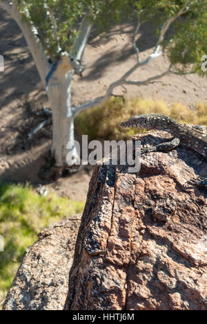 Australian lizard in piedi su una roccia nell'outback Foto Stock