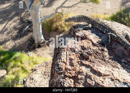 Australian lizard in piedi su una roccia nell'outback Foto Stock