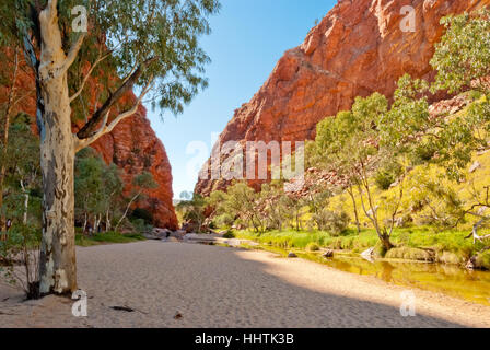 Natura selvaggia al Simpson Gap, Northen Territorio, Australia Foto Stock