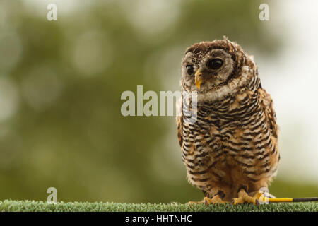I capretti Chaco Owl nome latino Strix Chacoensis indigena sud America shot con messa a fuoco poco profonda Foto Stock