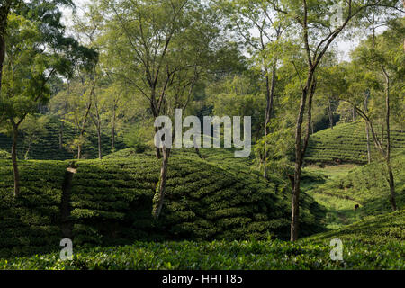 La piantagione di tè in Assam, India Foto Stock