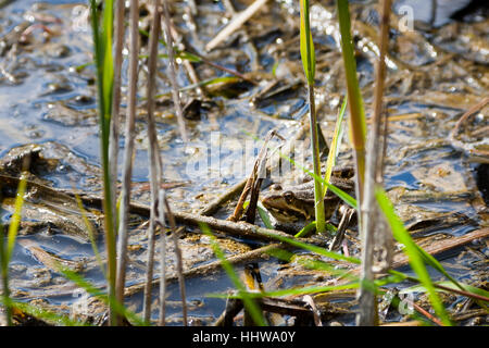 Rainham Marsh RSPB riserva, Londra, Regno Unito. Selvatica Rana comune (Rana temporaria) in habitat. Foto Stock