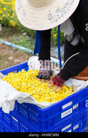 Chiang Mai, Thailandia - Novembre 28, 2016: l'agricoltore non identificato la mietitura crisantemo fiore per la produzione di tè in fattoria Maejo in Chiang Mai Thailandia Foto Stock