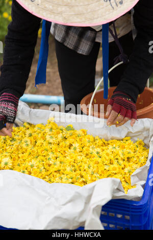 Chiang Mai, Thailandia - Novembre 28, 2016: l'agricoltore non identificato la mietitura crisantemo fiore per la produzione di tè in fattoria Maejo in Chiang Mai Thailandia Foto Stock