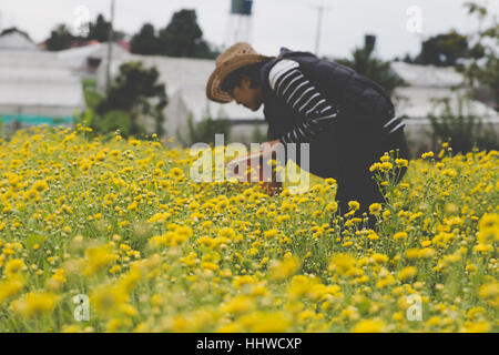 Contadina raccolta fiore del crisantemo nel campo per la produzione di tè Foto Stock