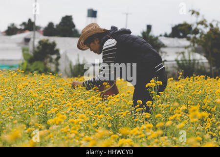 Contadina raccolta fiore del crisantemo nel campo per la produzione di tè Foto Stock