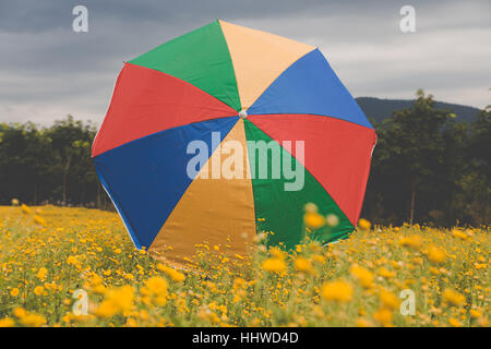 Ombrello coloratissimo in fioritura crisantemo giallo di campo dei fiori Foto Stock