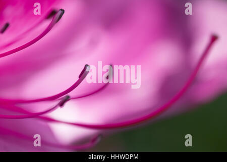 Viola Bauhinia albero orchidea fiore su blur sullo sfondo, soft focus macro shot Foto Stock