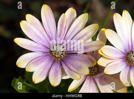 Close-up di fiori Osteospermum in giardini formali a Walmer Castle Foto Stock