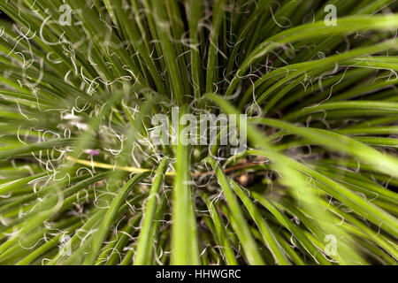 Inquadratura ravvicinata di un Agave copernicia, a piante succulente dal Messico nella serra di Walmer Castle Gardens. Foto Stock