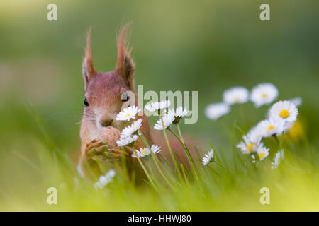 Eurasian red scoiattolo (Sciurus vulgaris) dado roditura, primavera, margherite, Germania Foto Stock