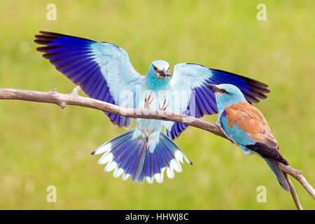 Rullo europea (Coracias garrulus) giovane, maschio porta gli insetti femmina, Serbia Foto Stock