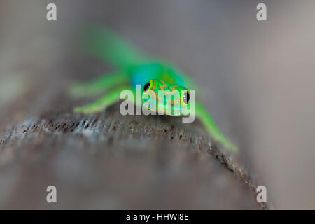 Piccolo Seychelles giorno gecko (Phelsuma astriata semicarinata) su un albero di palma, Seicelle Foto Stock