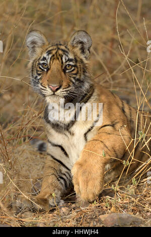 Tigre del Bengala (Panthera tigris tigris), cub Ranthambhore National Park, Rajasthan, India Foto Stock