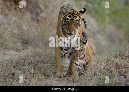 Le tigri del Bengala (Panthera tigris tigris), madre con cub passeggiate, Ranthambhore National Park, Rajasthan, India Foto Stock