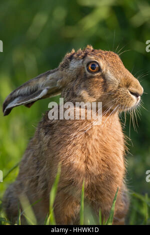 Brown lepre (Lepus europaeus) con orecchie pendenti, Suffolk, Inghilterra, Regno Unito Foto Stock