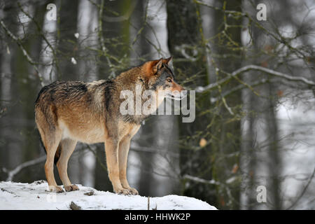 Eastern lupo (Canis lupus lycaon) nella neve, captive, Baden-Württemberg, Germania Foto Stock
