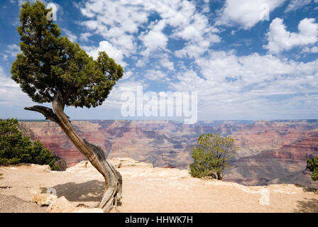 Pino antico su gli eremiti resto percorso, South Rim, il Parco Nazionale del Grand Canyon, Arizona, Stati Uniti d'America Foto Stock