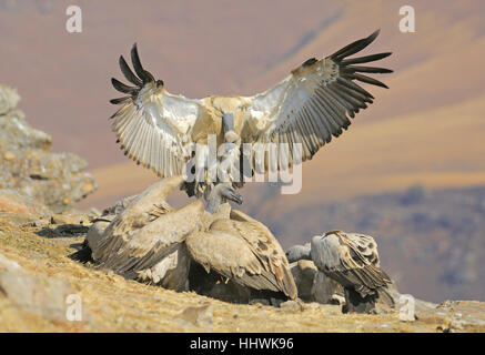 Sbarco Cape vulture (Gyps coprotheres), gigante del castello del Parco Nazionale, Natal, Sud Africa Foto Stock