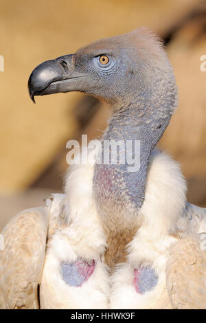 Cape vulture (Gyps coprotheres), ritratto, gigante del castello del Parco Nazionale, Natal, Sud Africa Foto Stock