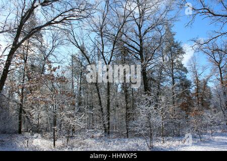 Il cielo si cancella dopo un inverno di ultima Nevica nel Michigan Boschi Foto Stock