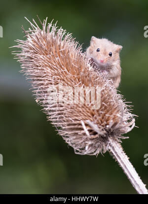 Harvest mouse su teasel Foto Stock