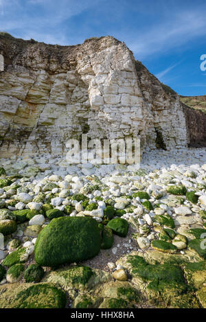 Scogliere calcaree e coperto di alghe marine massi a Thronwick baia sulla costa del North Yorkshire. Foto Stock