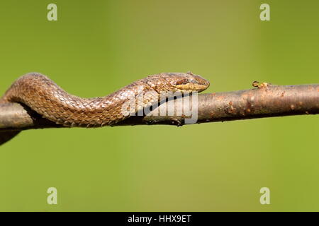 Smooth snake salendo sul ramo ( Coronella austriaca ) su verde al di fuori della messa a fuoco lo sfondo Foto Stock