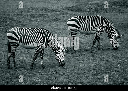 Foto in bianco e nero di due zebre pascolano sull'erba a Paignton Zoo Foto Stock