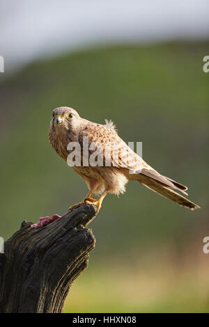 Il Gheppio, il Falco tinnunculus appollaiato su un vecchio ceppo di albero Foto Stock
