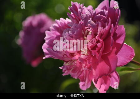 Le Peonie in giardino Foto Stock