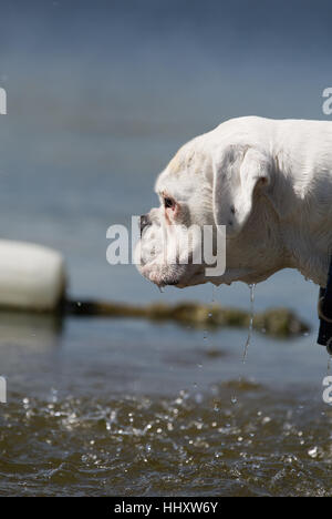Maschio bianco cane boxer giocando in acqua di lago Foto Stock