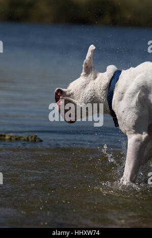 Maschio bianco cane boxer giocando in acqua di lago Foto Stock