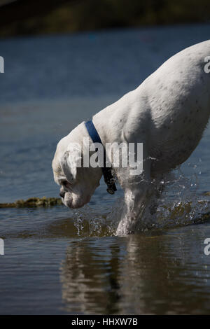 Boxer bianco cane giocando in acqua di lago Foto Stock