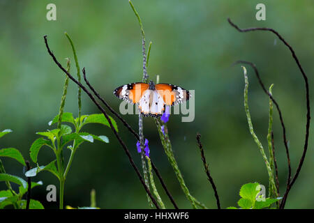 Plain Tiger Butterfly a Butterfly Hill in Pulau Ubin Singapore Foto Stock