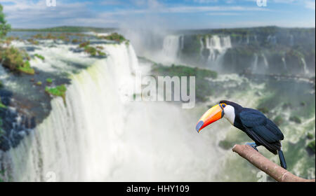 Toucan al Majestic cataratas Iguasu Falls, una delle meraviglie del mondo in Foz do Iguacu, Brasile Foto Stock