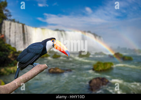 Toucan al Majestic cataratas Iguasu Falls, una delle meraviglie del mondo in Foz do Iguacu, Brasile Foto Stock