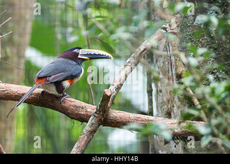 Dal becco nero tucano con un pauroso cercando in Brasile Foto Stock