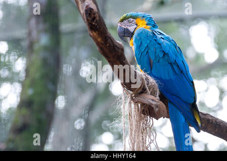 Colorato di blu e oro Macaw voliera pappagalli ritratto Foto Stock