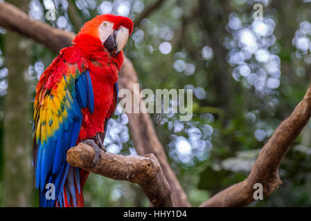 Colorati pappagalli macaw bird su un ramo di albero in Brasile Foto Stock