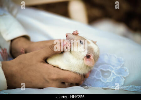 Immagine ravvicinata di bianco dumbo rat essendo trattenuto nelle mani di qualcun altro Foto Stock